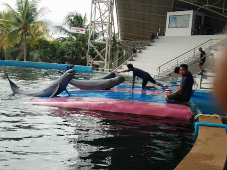 Pattaya Dolphin World_3